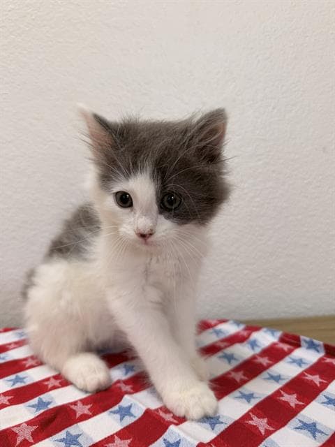 Stripes - Domestic Long Hair