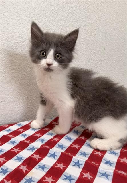 Sammy - Domestic Long Hair