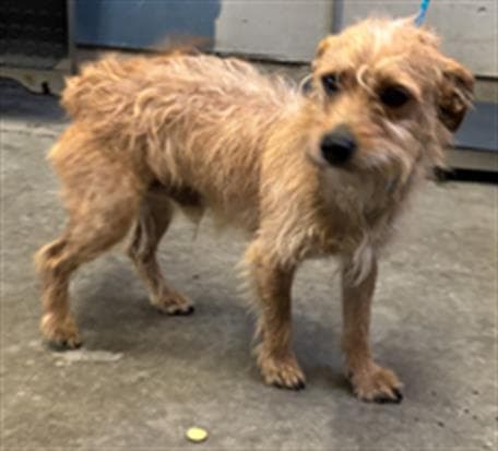Toto - Cairn Terrier