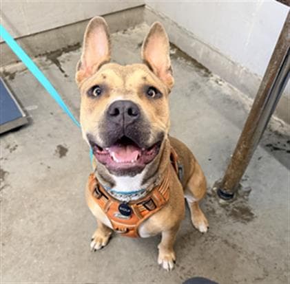 Backup - Staffordshire Bull Terrier