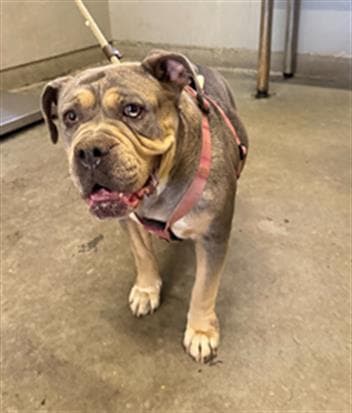 Harper - Bulldog
