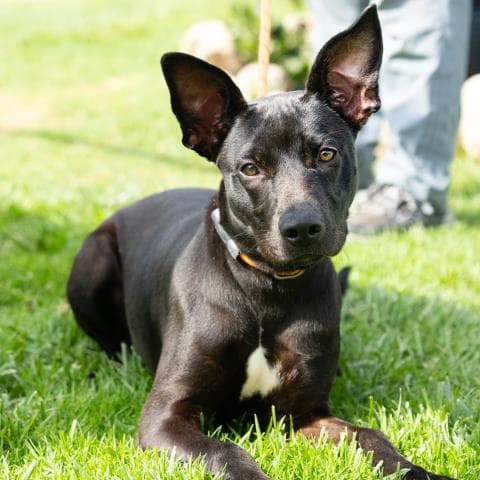 Nami - Pit Bull Terrier