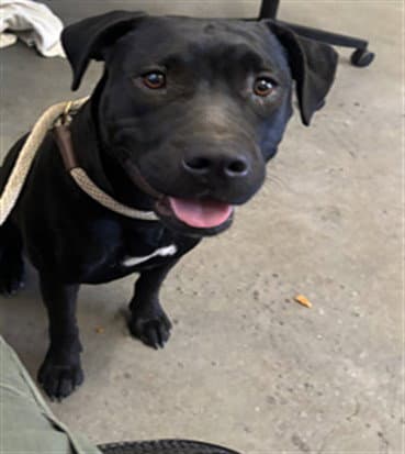 Nico Robin - Pit Bull Terrier
