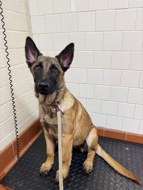 Nefertari Vivi - Belgian Shepherd Malinois