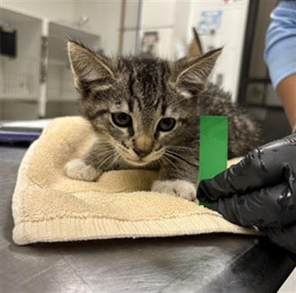 Shanks - Domestic Short Hair