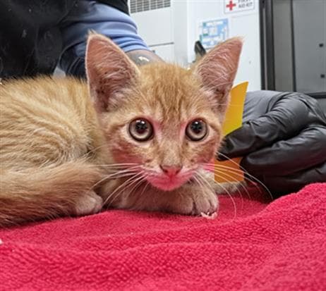 Tony Tony Chopper - Domestic Short Hair