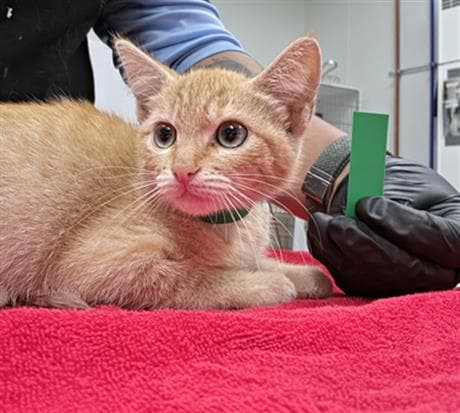 Carrot - Domestic Short Hair