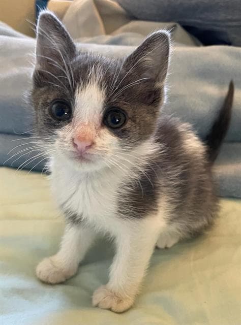 Bruno - Domestic Short Hair
