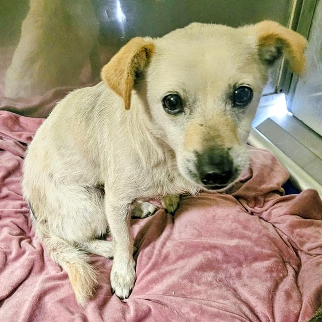 Johnny - Chihuahua