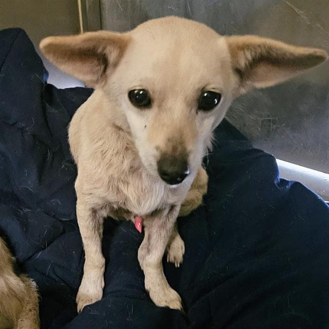 Jake - Chihuahua