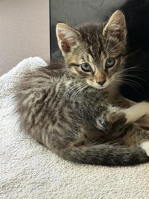 Winchester - Domestic Short Hair