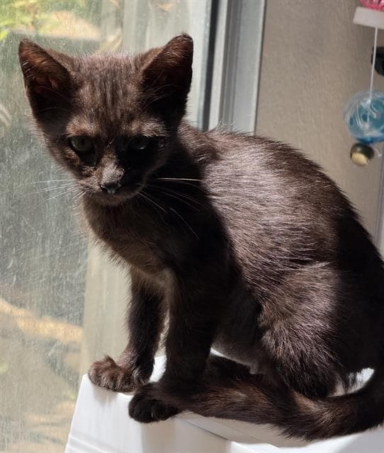 Remington - Domestic Short Hair