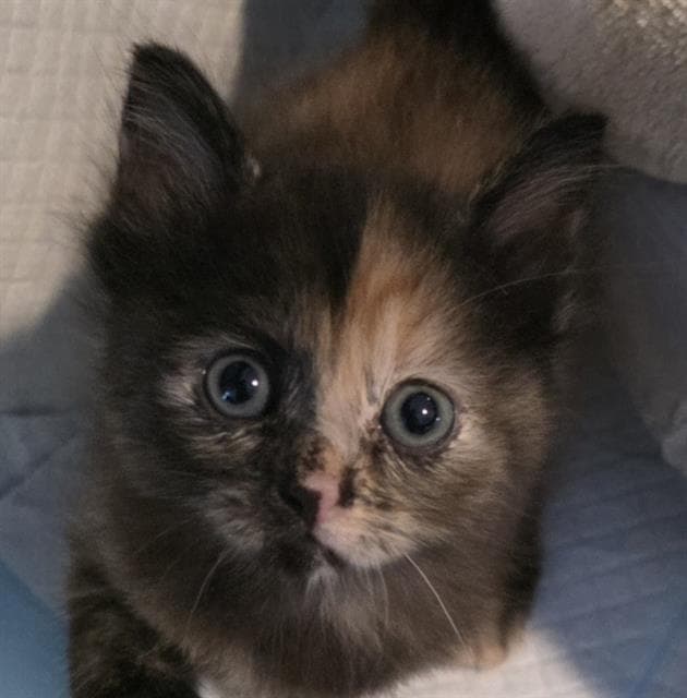 Sierra - Domestic Short Hair