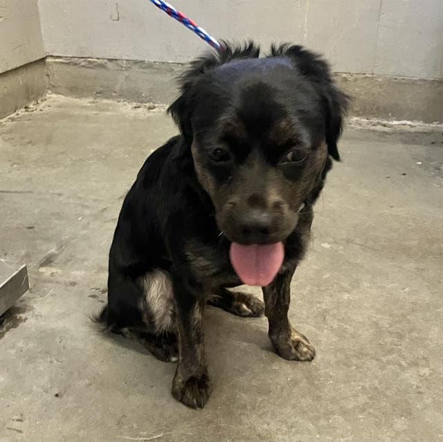 Becky - Cocker Spaniel