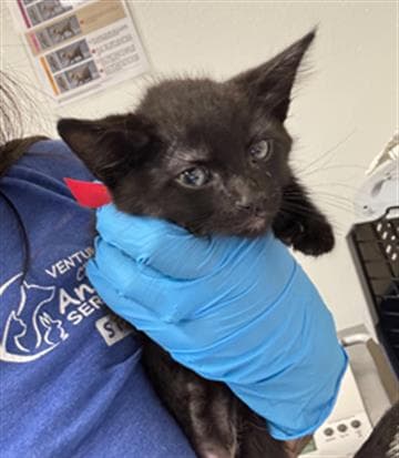 Diamond - Domestic Short Hair