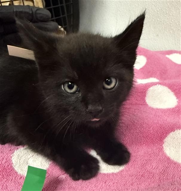 Raisin - Domestic Medium Hair