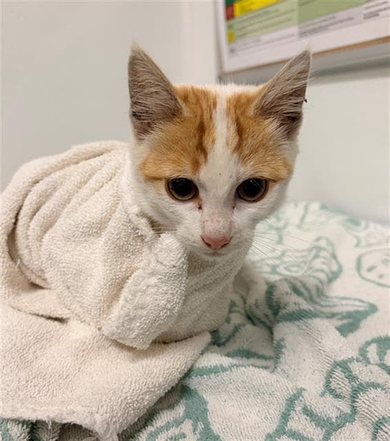Unknown - Domestic Short Hair