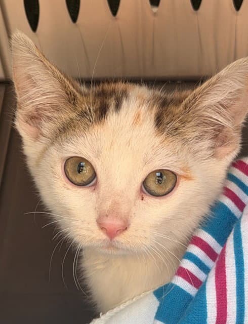 Unknown - Domestic Short Hair