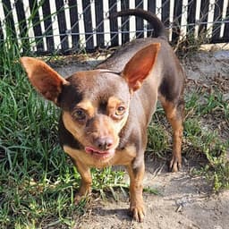 Chula image 1
