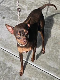 Chico image 1