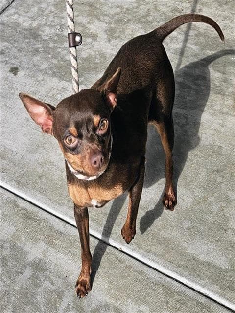 Chico - Chihuahua