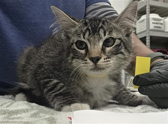 Unknown - Domestic Short Hair