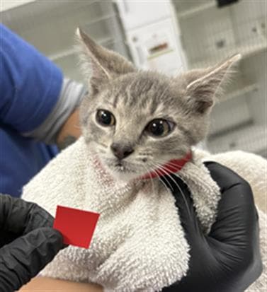 Unknown - Domestic Short Hair