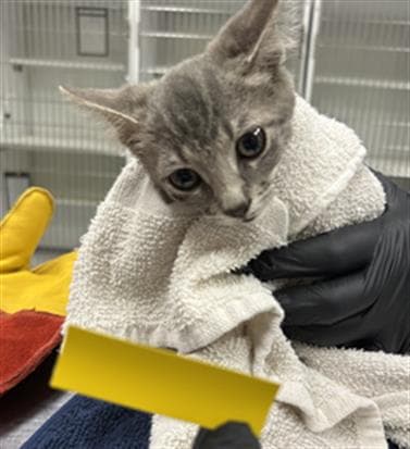 Unknown - Domestic Short Hair
