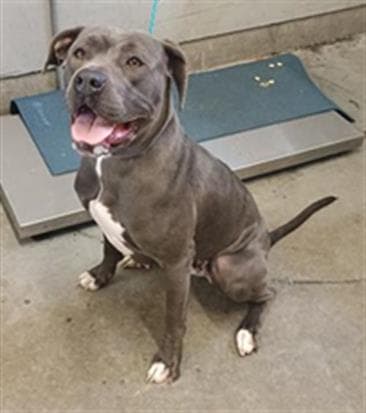 Unknown - Pit Bull Terrier