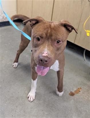 Unknown - Pit Bull Terrier