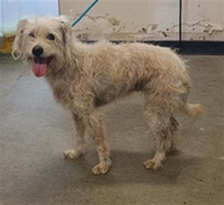 Lucy - Cairn Terrier