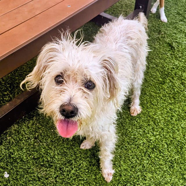 Lucy - Cairn Terrier