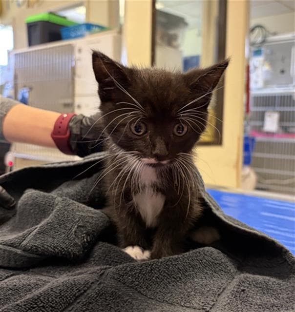 Quirrel - Domestic Short Hair