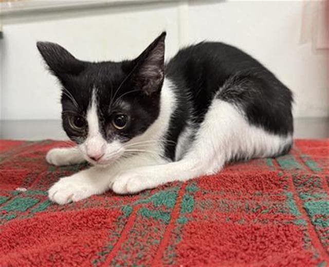 Royalty - Domestic Short Hair