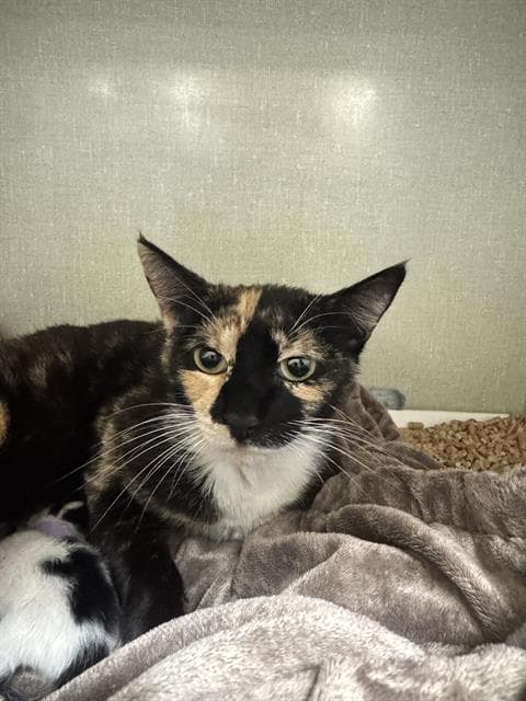Unknown - Domestic Short Hair