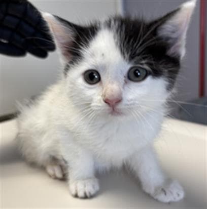 Unknown - Domestic Short Hair