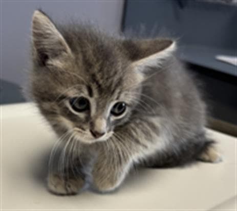 Unknown - Domestic Short Hair