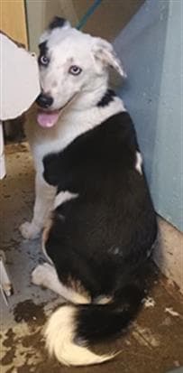 Unknown - Australian Shepherd