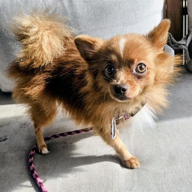 Lulu - Pomeranian