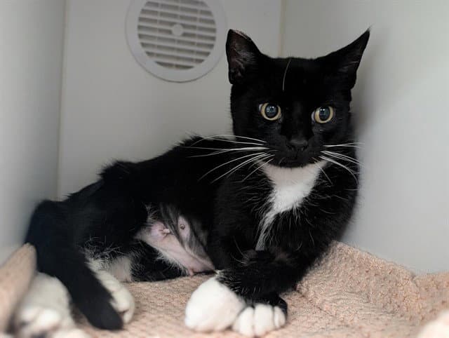 Trixie - Domestic Short Hair