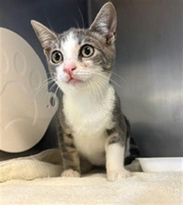 Strawberry - Domestic Short Hair