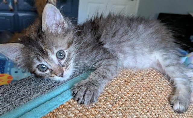Fireball - Domestic Short Hair
