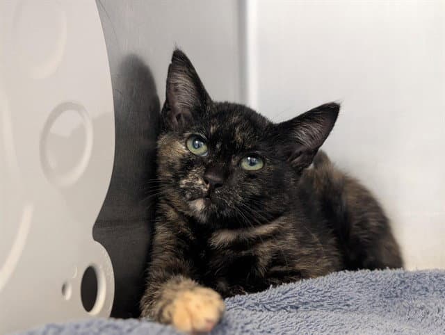 Unknown - Domestic Short Hair