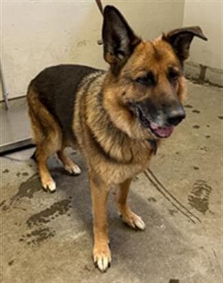 Sascha - German Shepherd Dog