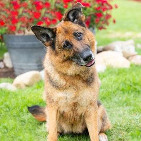 Sascha - German Shepherd Dog