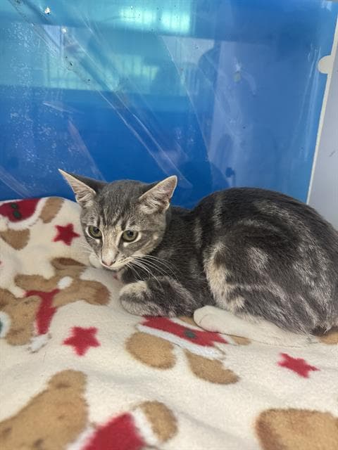 Miko - Domestic Short Hair