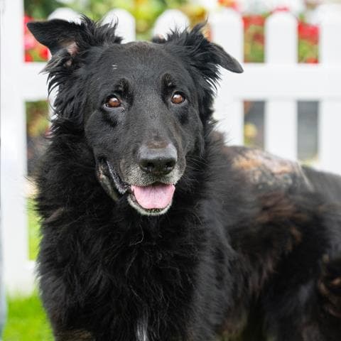Vinnie - German Shepherd Dog
