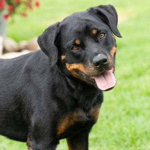 Tails - Rottweiler