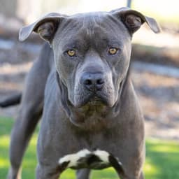 Debo image 1