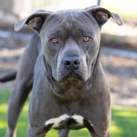 Debo - Pit Bull Terrier